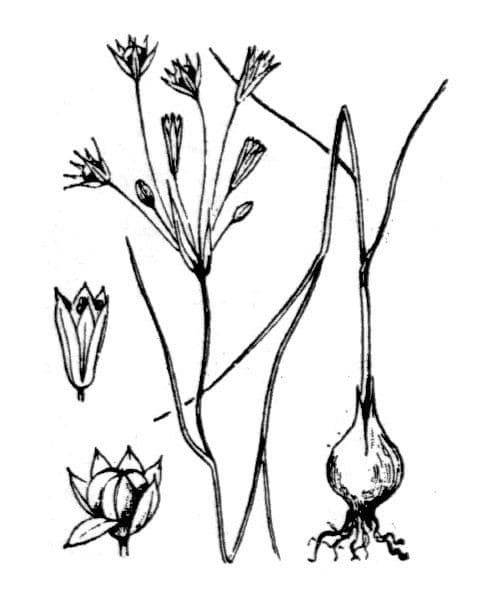 Aglio 7