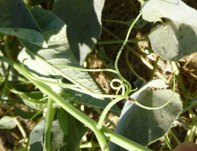 Zucca fetida 22