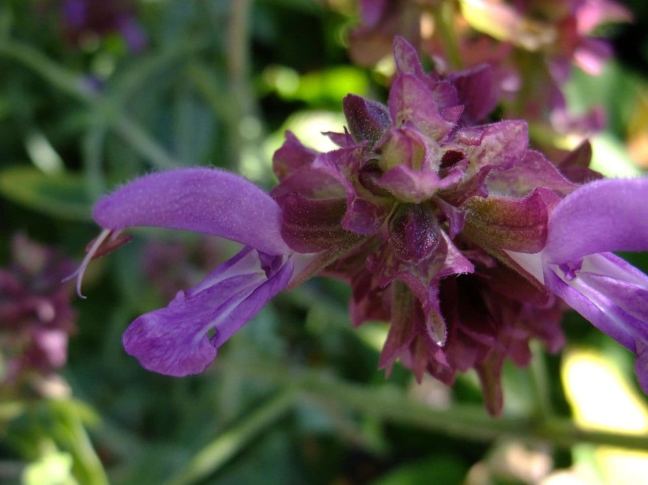 Salvia 2