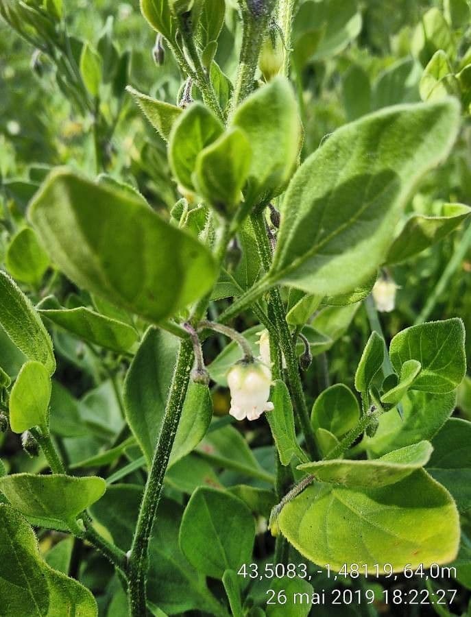 Salpichroa origanifolia 7