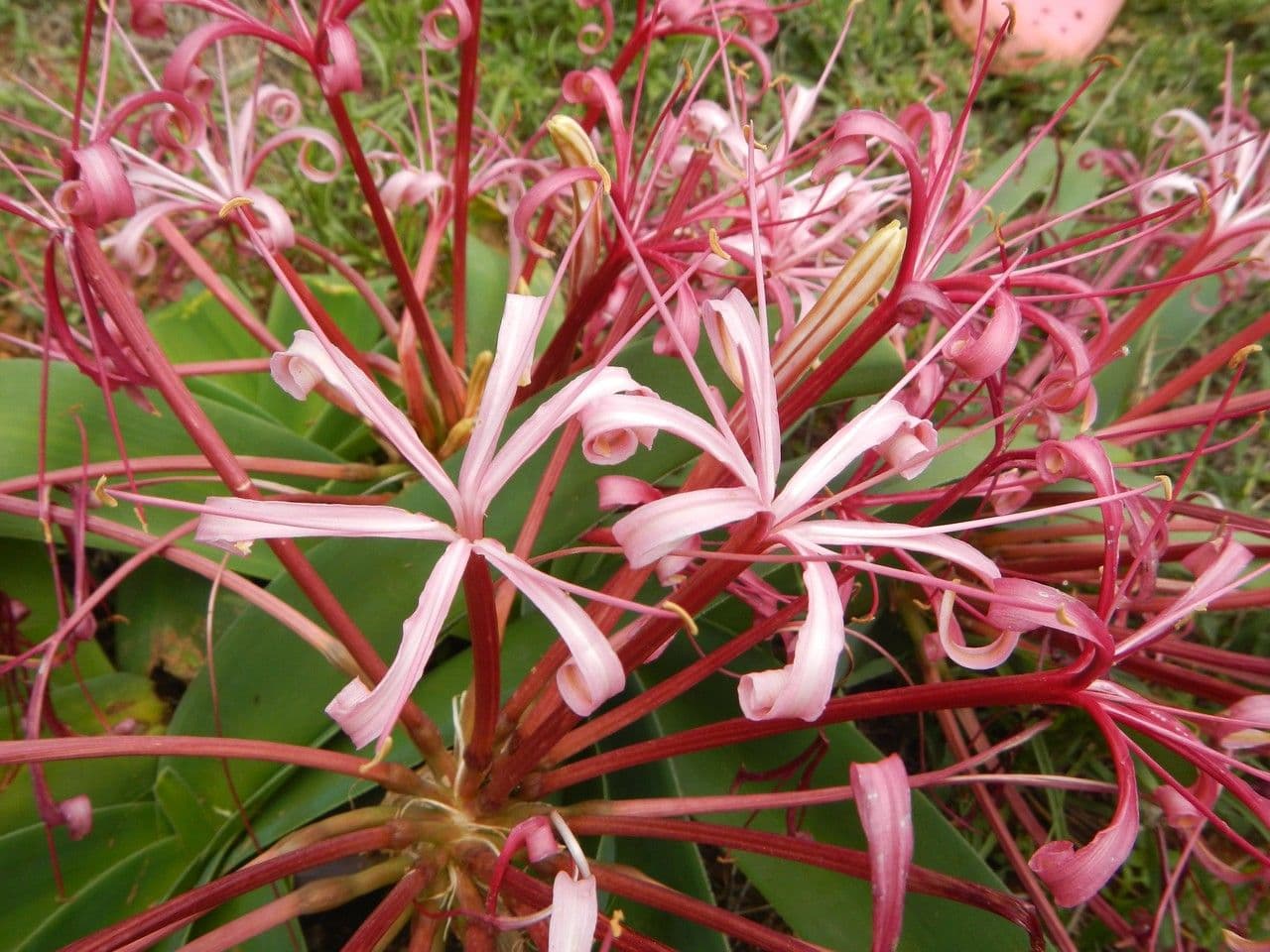 Ammocharis 19