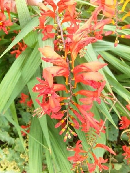 Crocosmia dorata 8