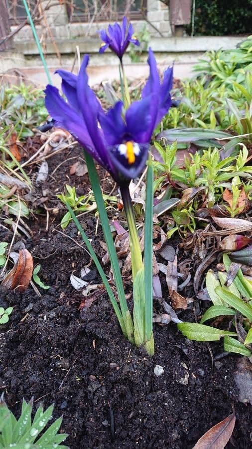 Iris tuberoso 23