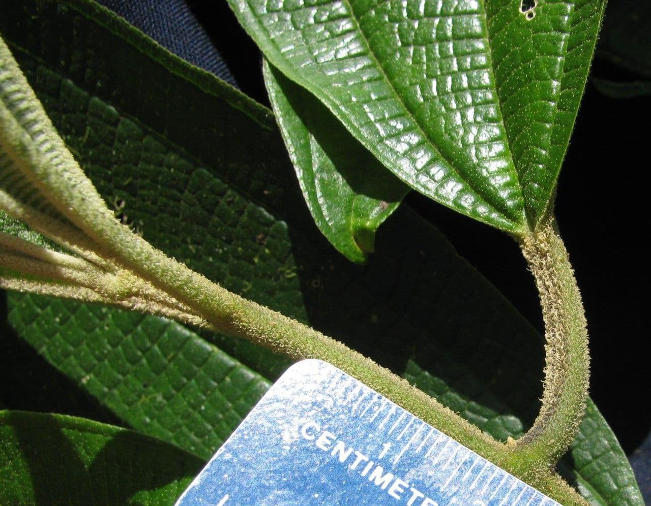 Miconia 2