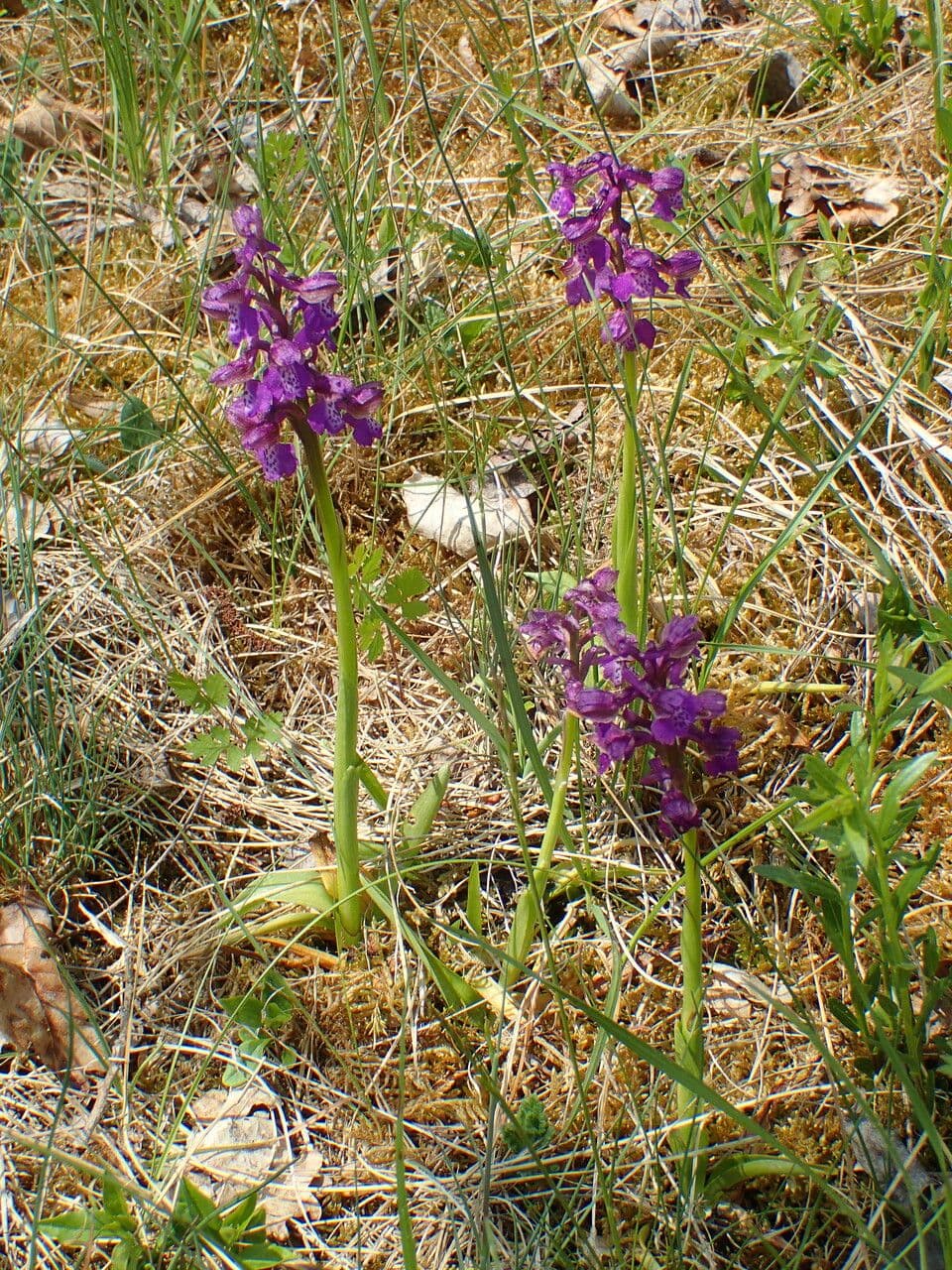 Orchide minore 27