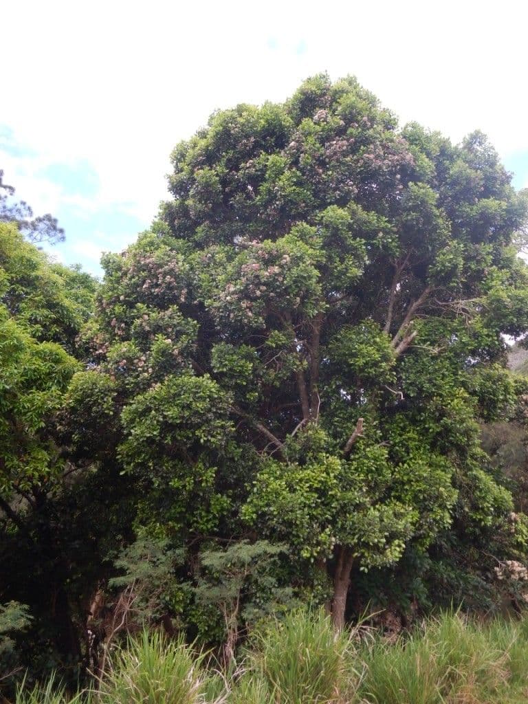 Syzygium 9