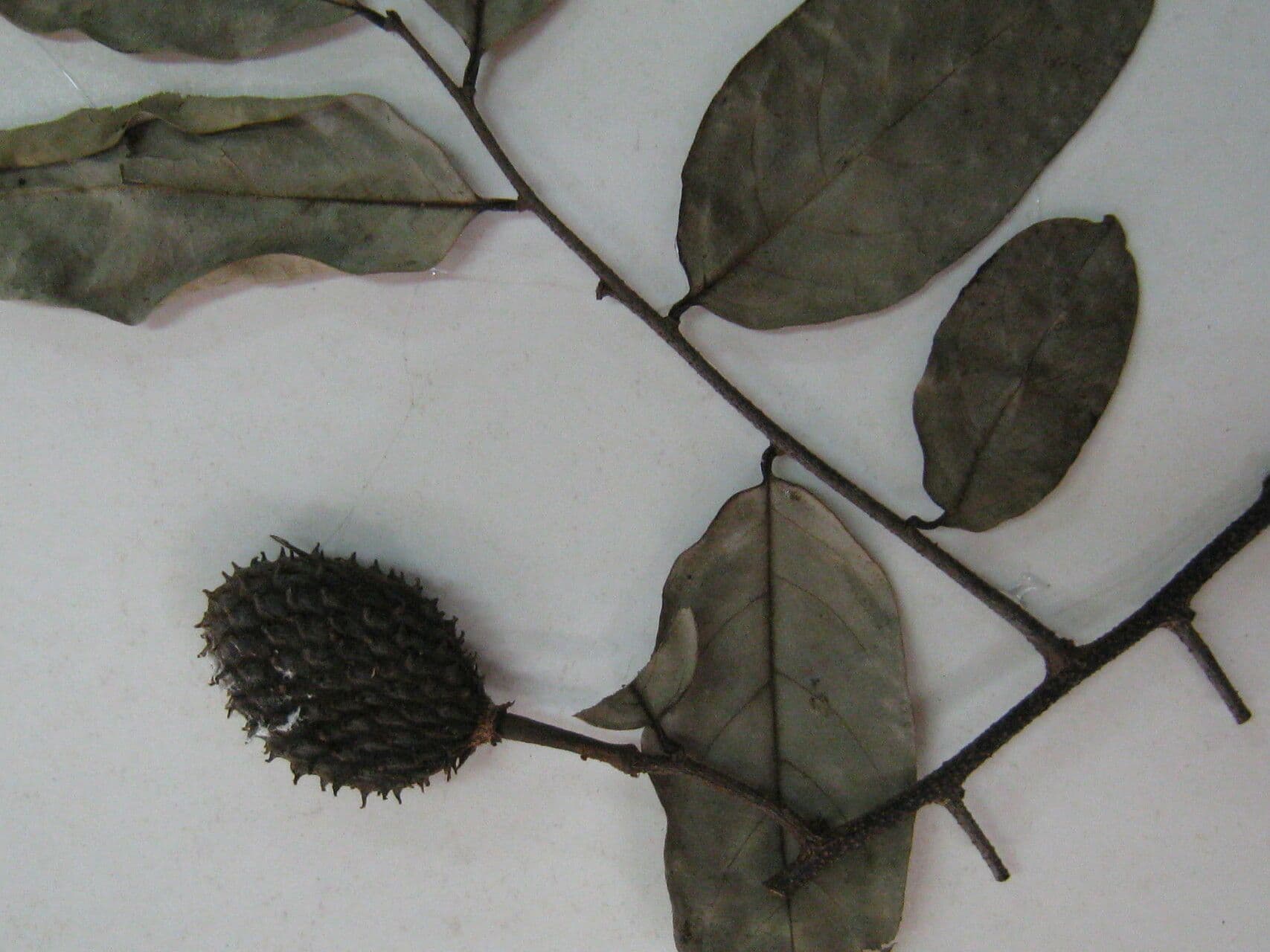 Annona 5