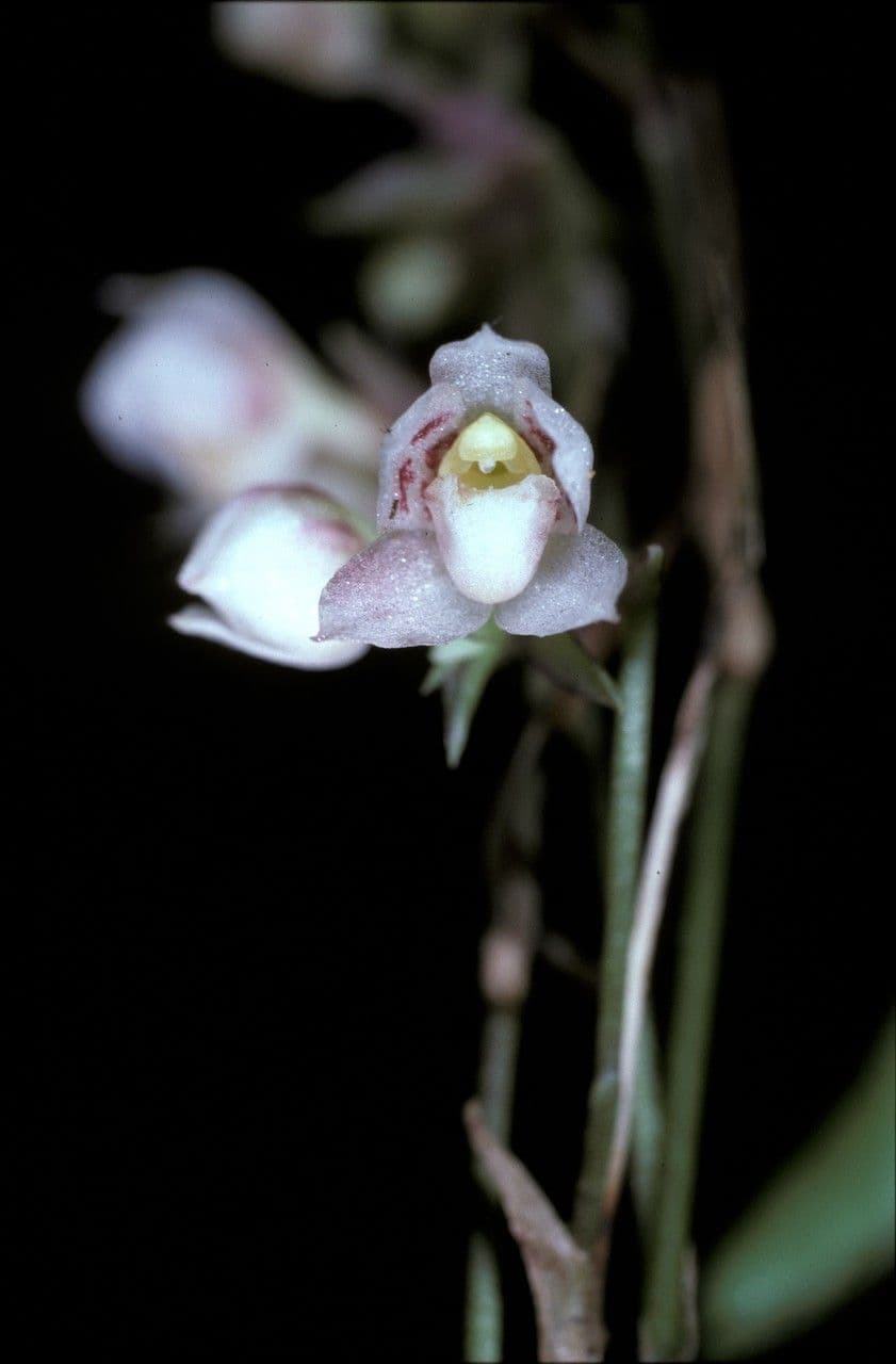 Cheiradenia