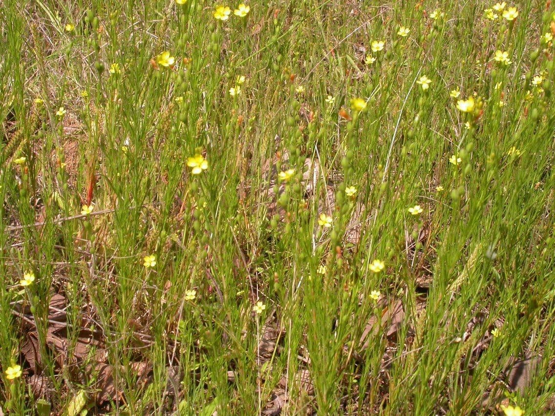 Oenothera 8