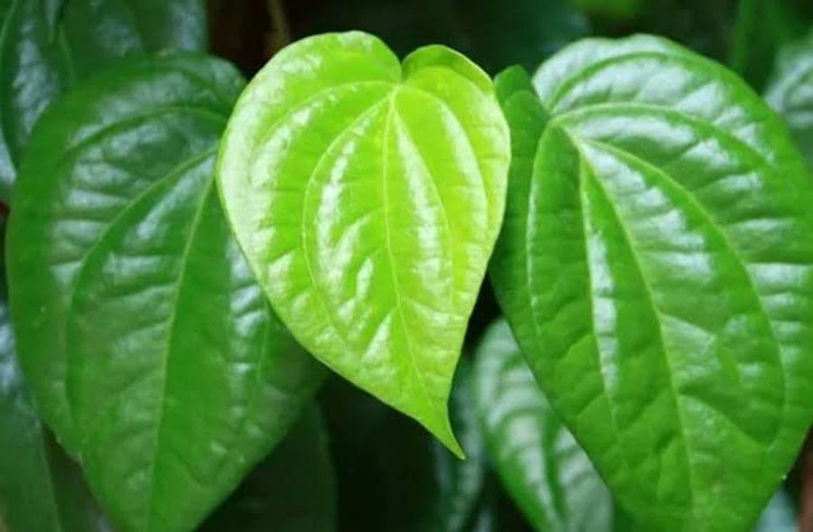 Kajep pepper 6