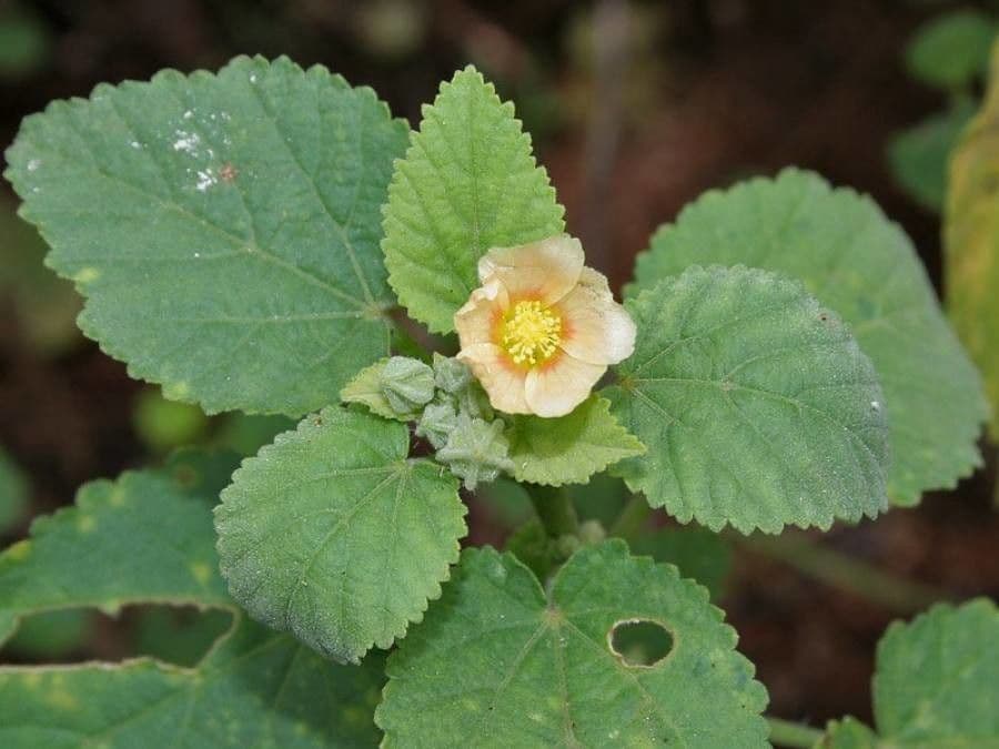 Sida cordifolia 16