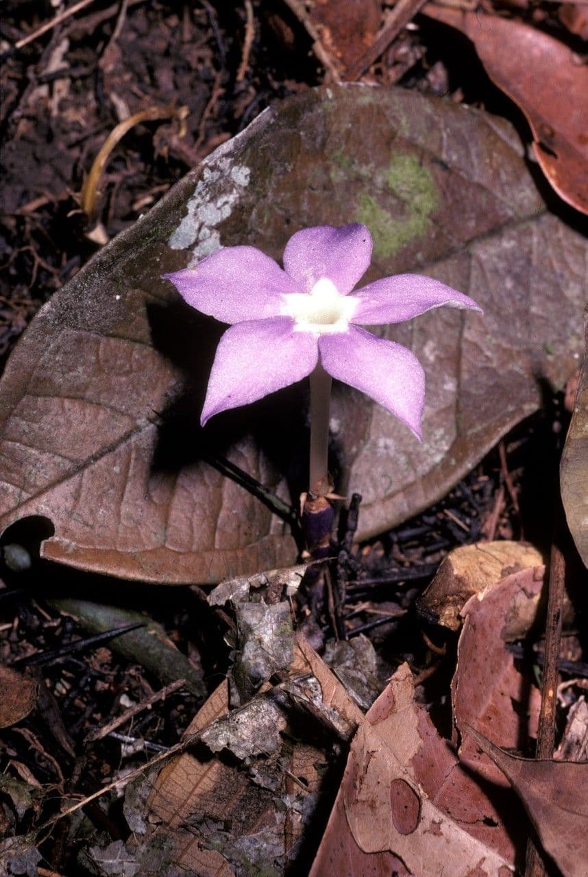 Voyria 3