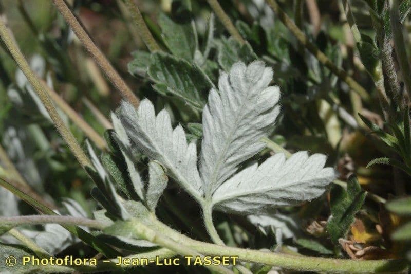 Potentilla nivea 13