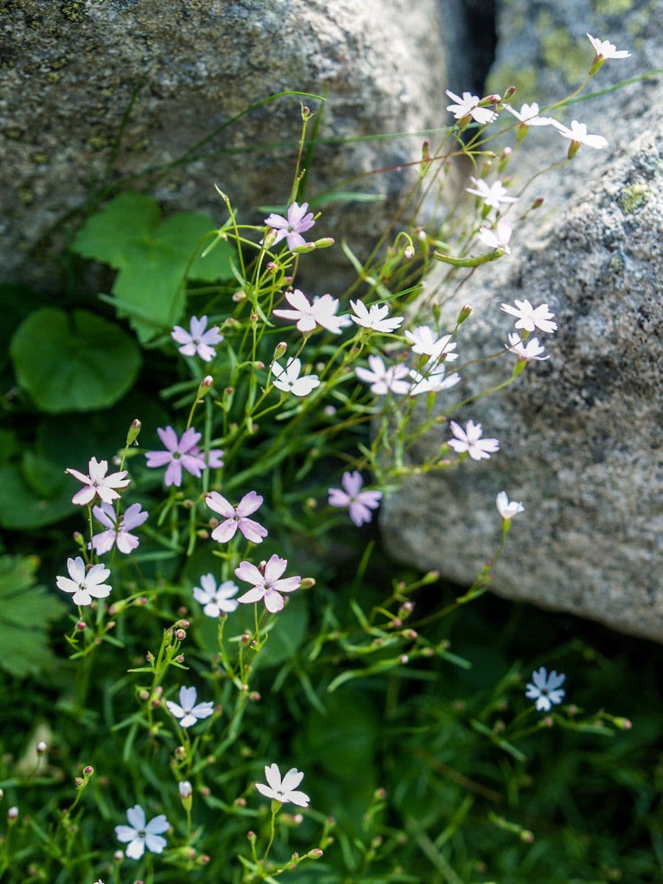 Silene pusilla 6