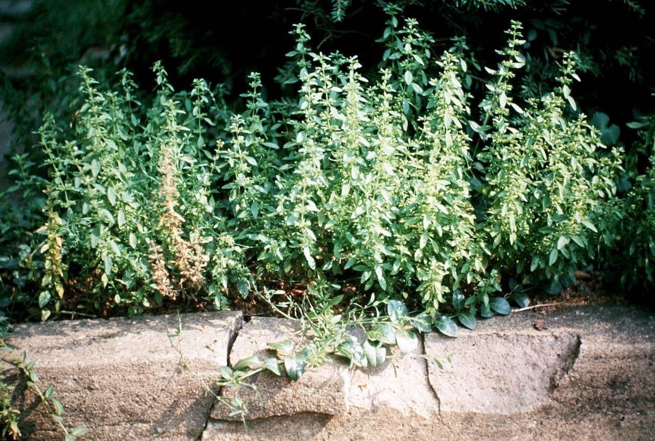 Hedeoma 6