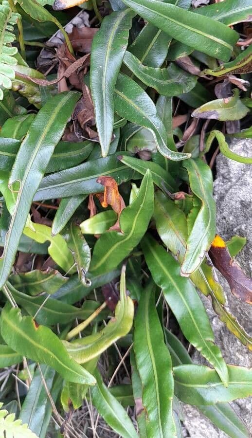 Elaphoglossum 2