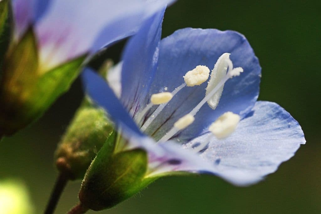 Polemonium reptans 6