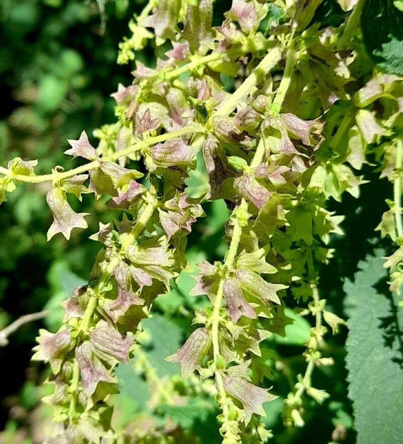 Lepechinia
