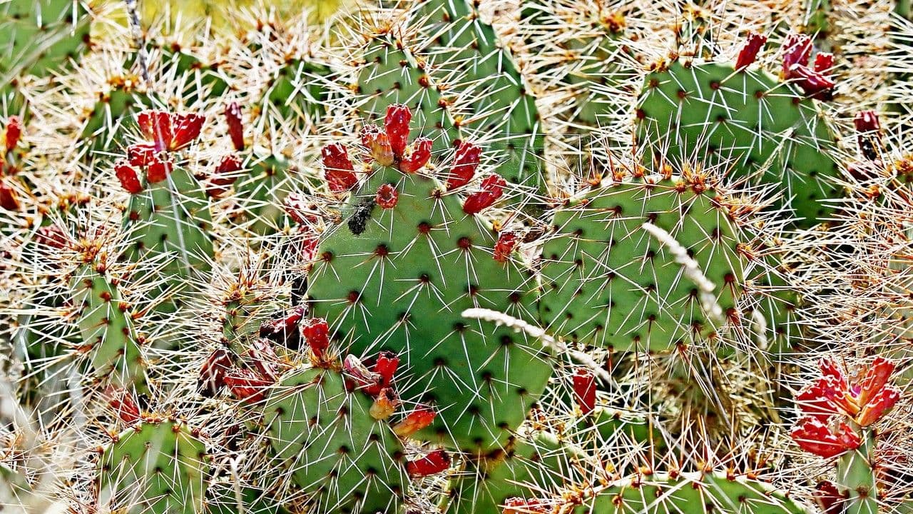 Nopal de espinas marrones 7