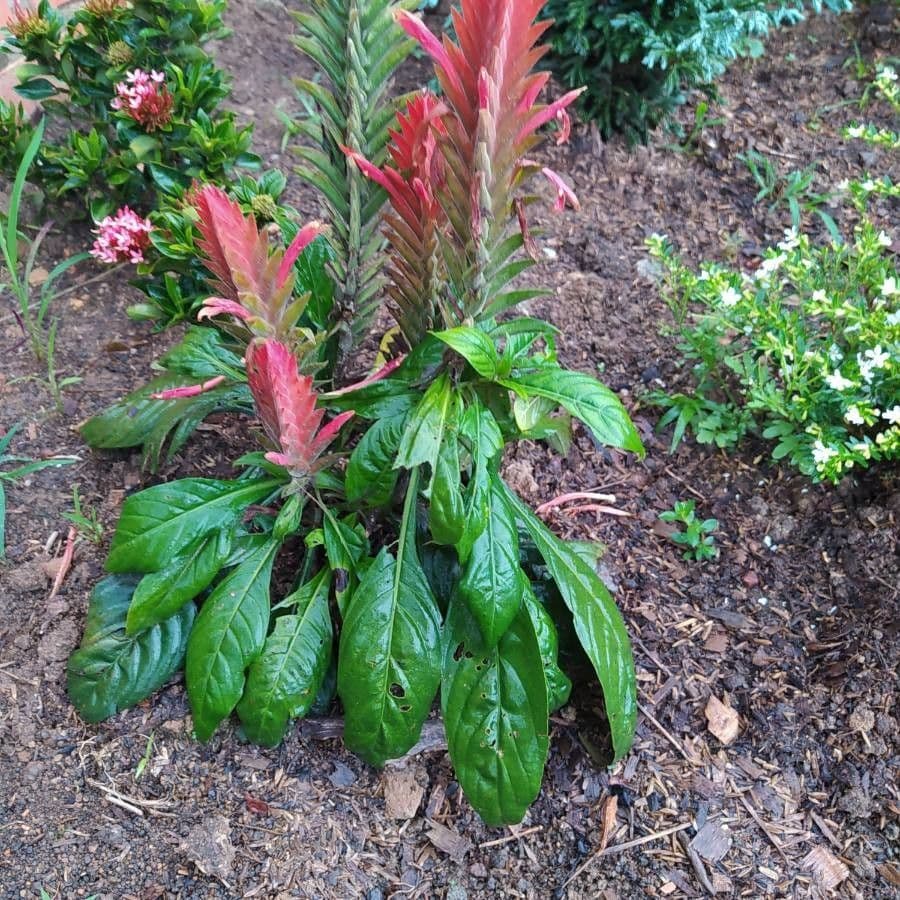 Aphelandra scabra 15