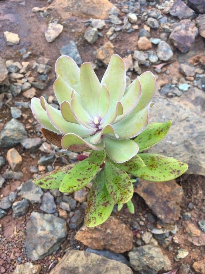 Melaleuca 15