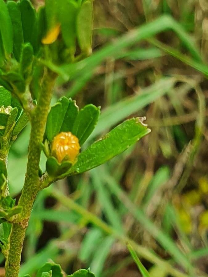 Sida 15