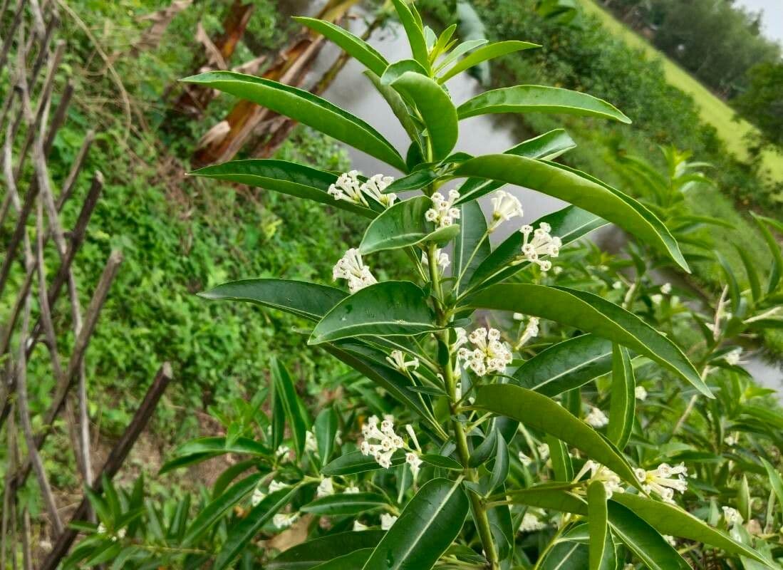 Cestrum diurnum 6