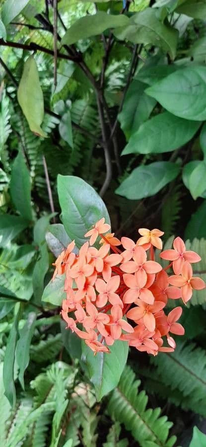 Ixora 19