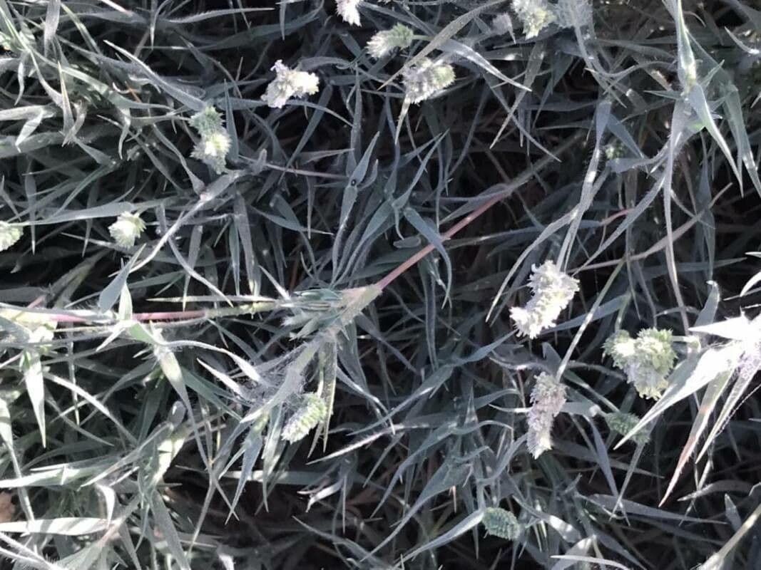 Aeluropus lagopoides 9