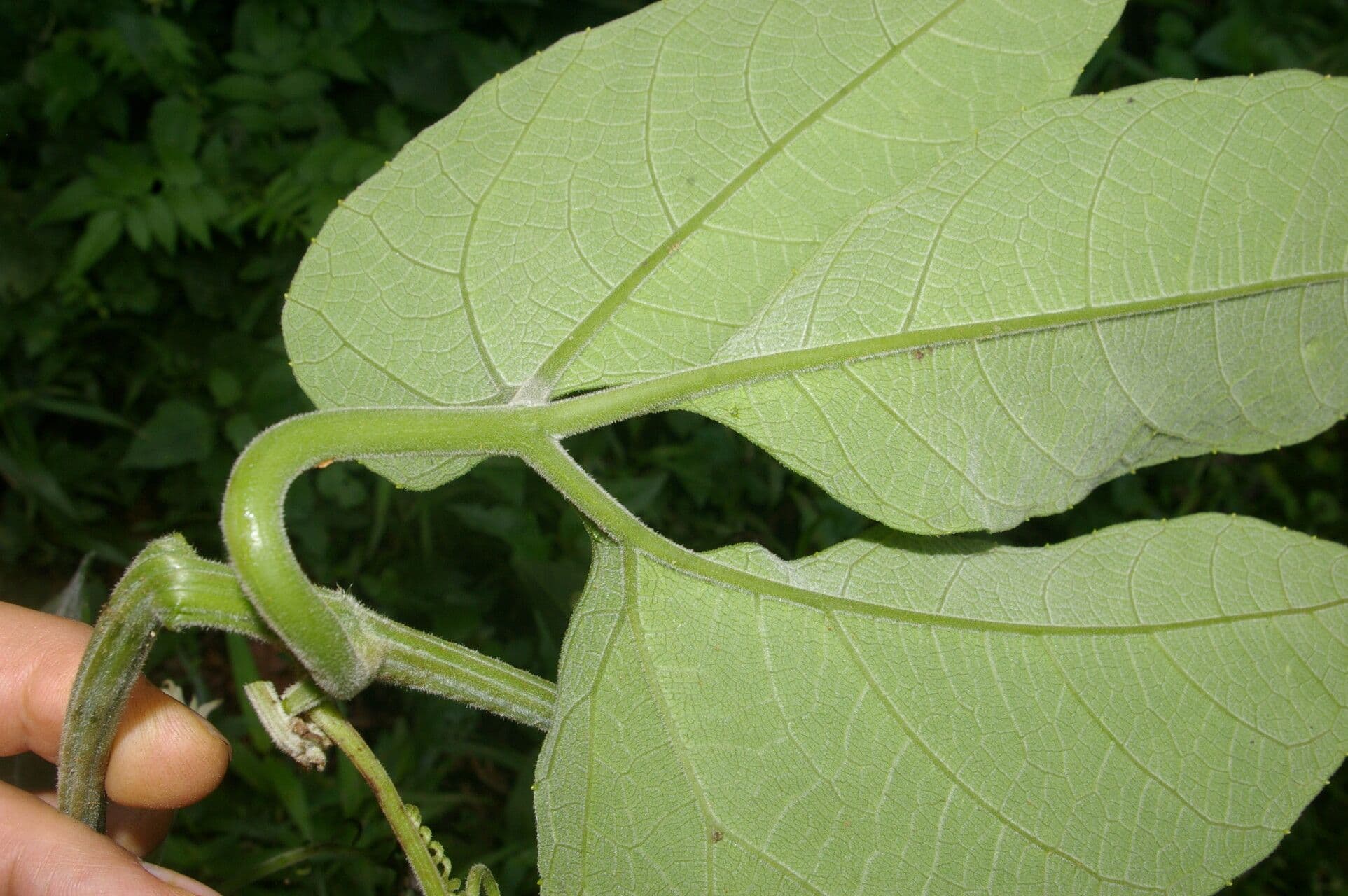 Psiguria warscewiczii 7