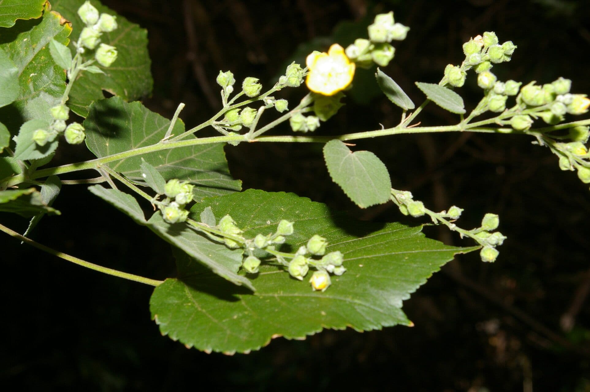Allobriquetia 2