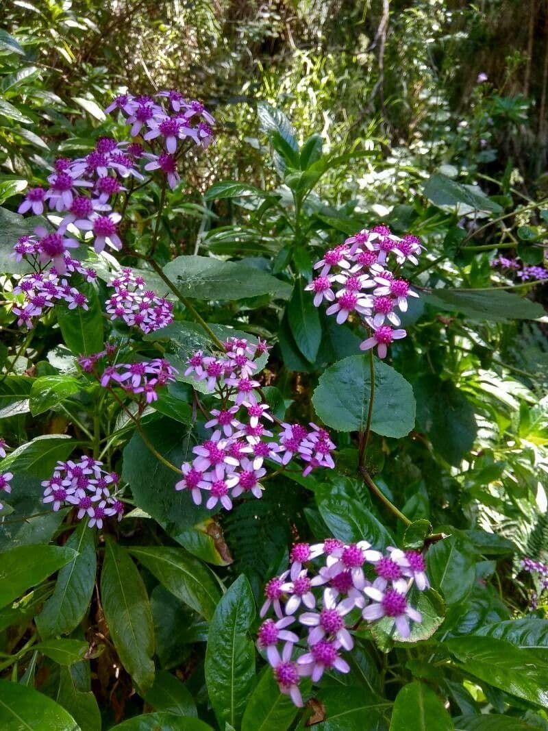 Pericallis