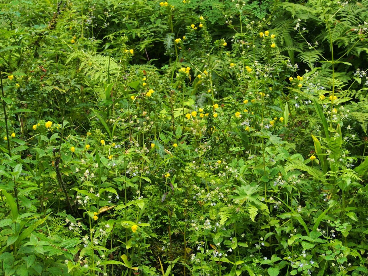 Pedicularis 5