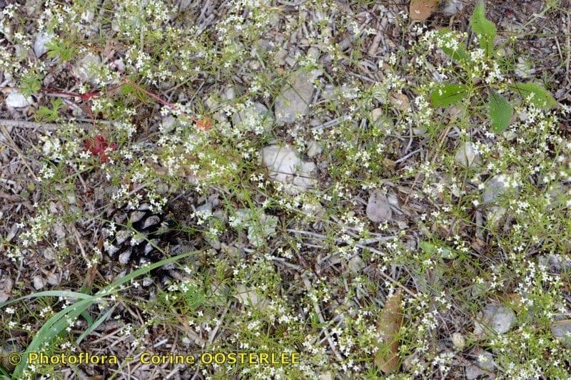 Galium timeroyi