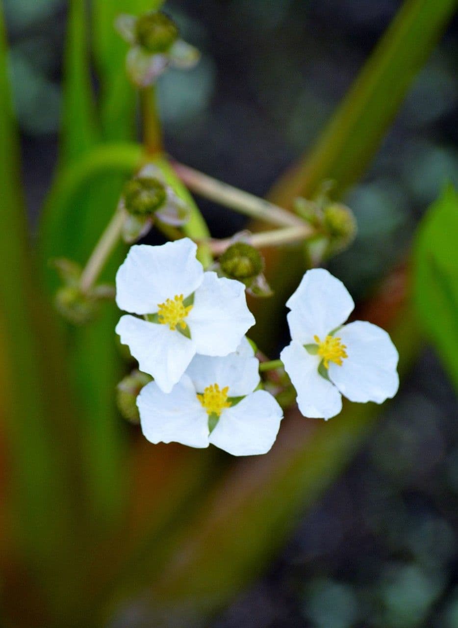 Sagittaria rigida 3