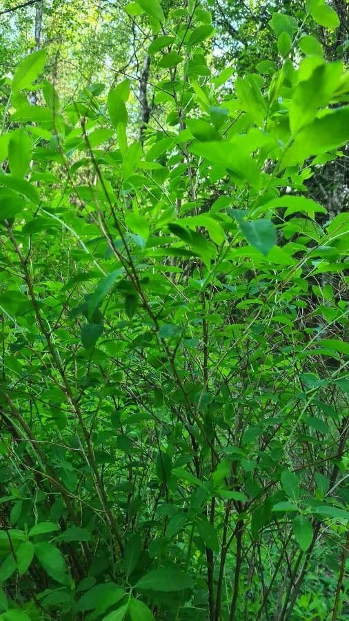 Spirea bianca 26
