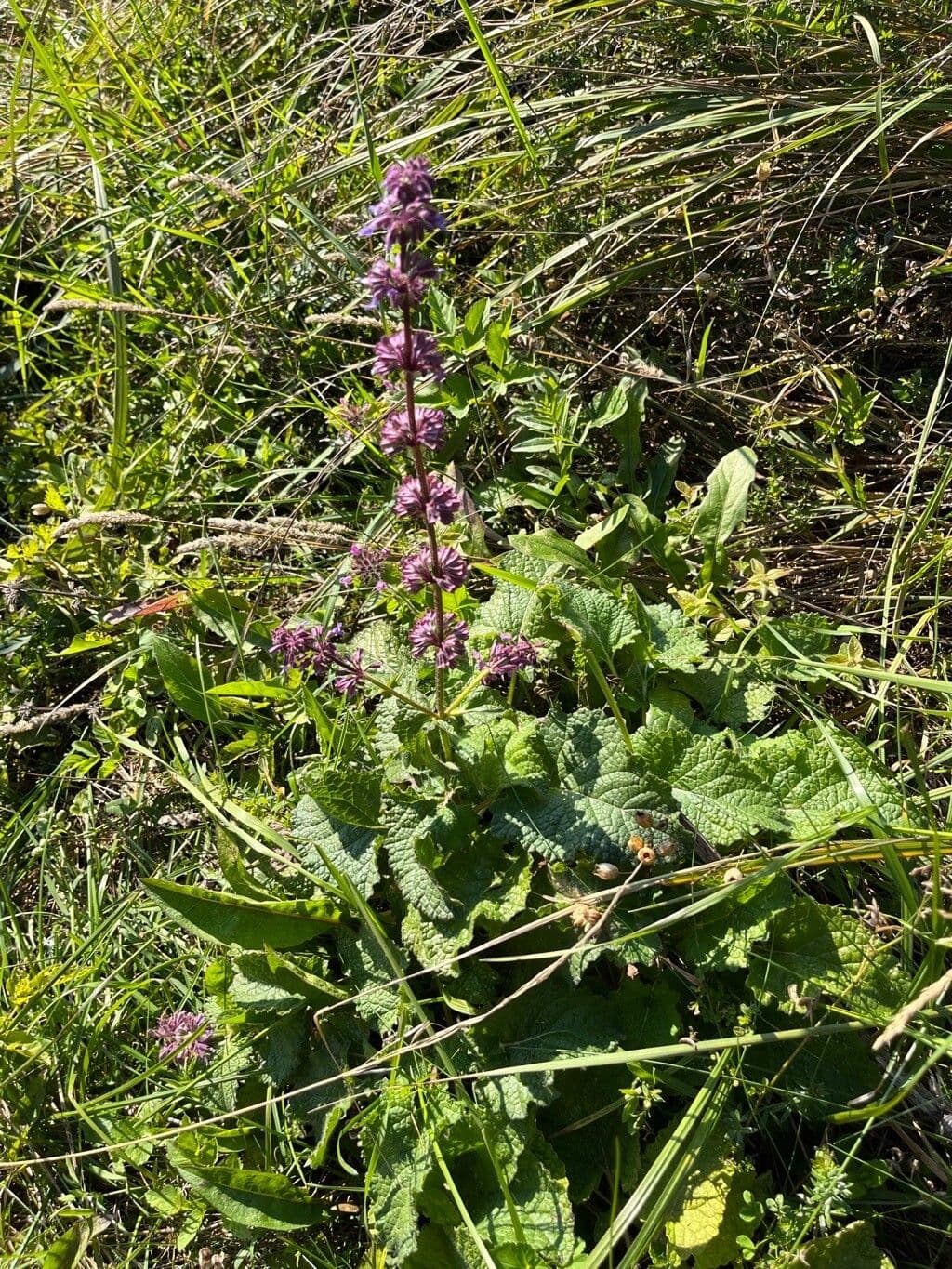 Salvia verticillata 14