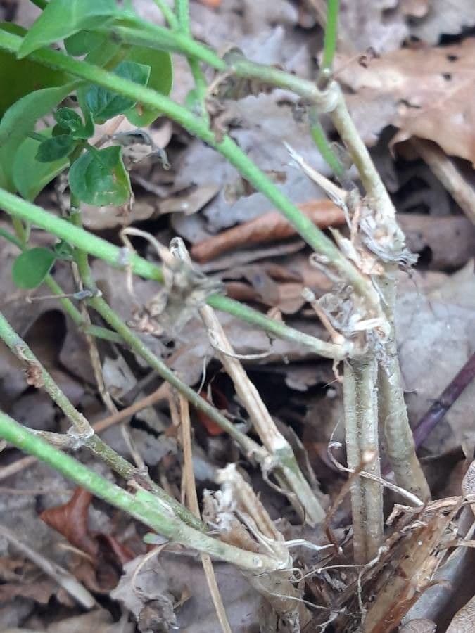 Salpichroa origanifolia 23