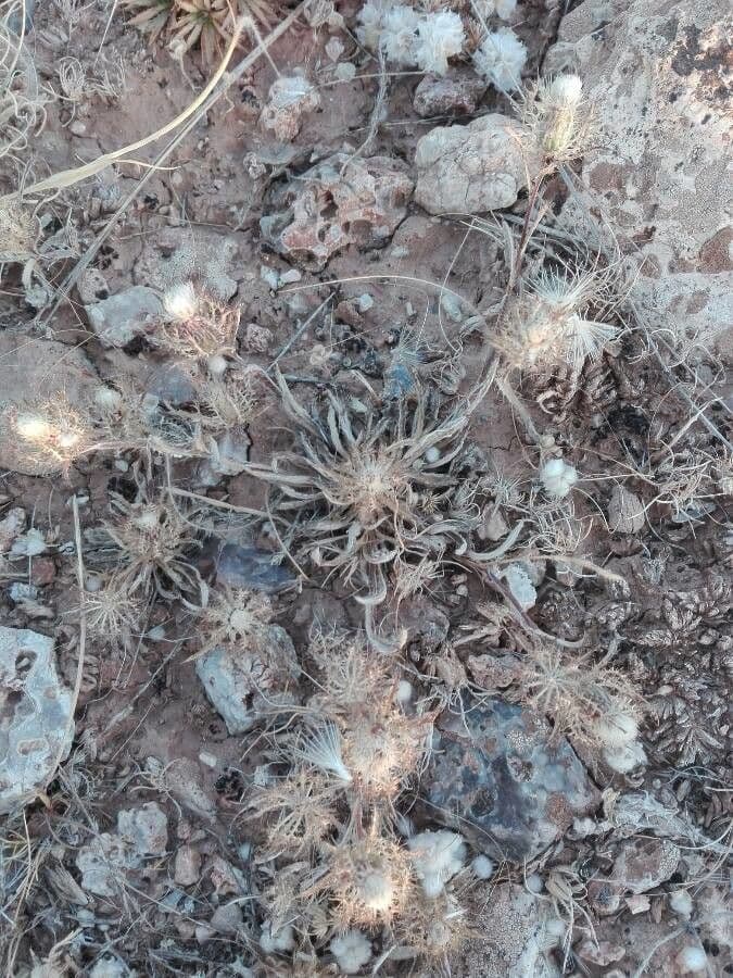 Atraktylis