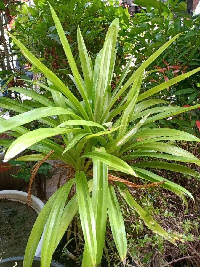 Pandanus pourpre 8