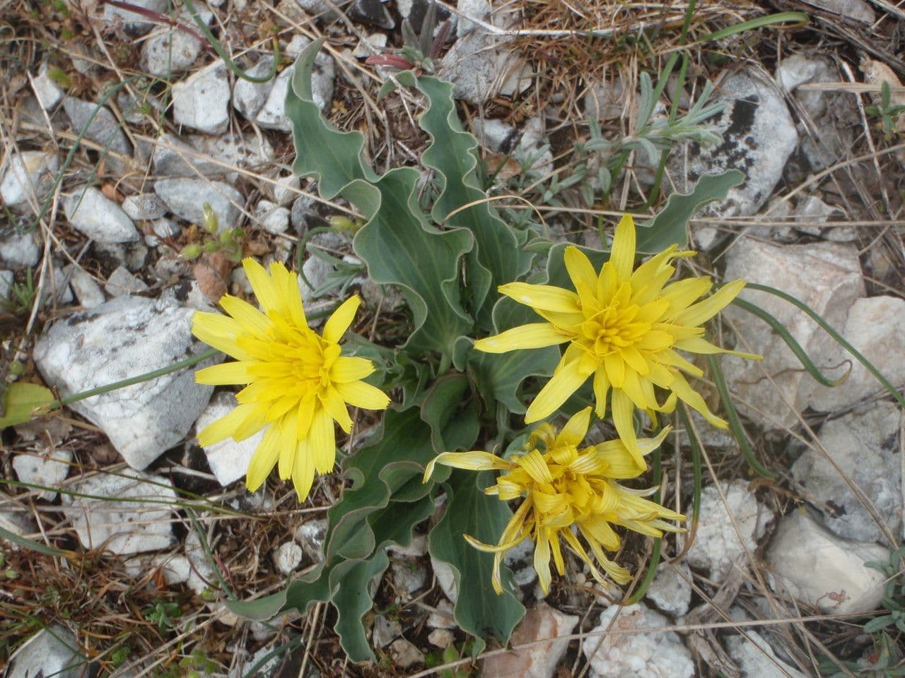 Scorzonera austriaca 13