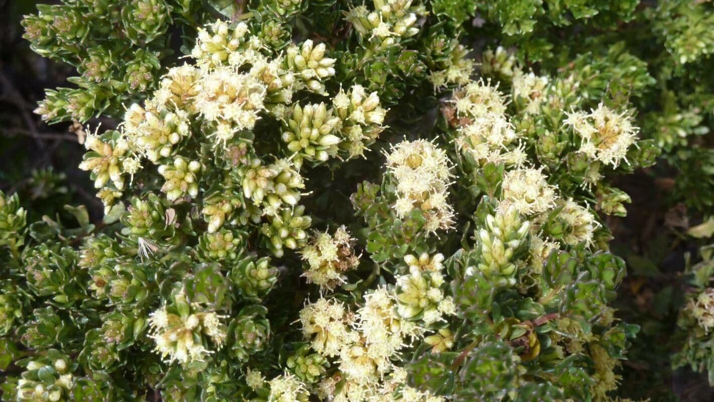 Baccharis