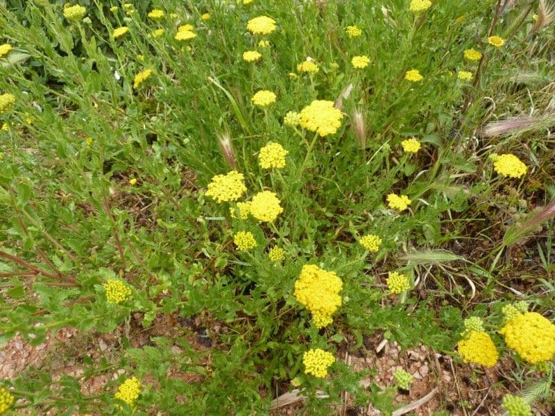 Achillea 9