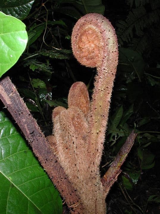 Alsophila 8