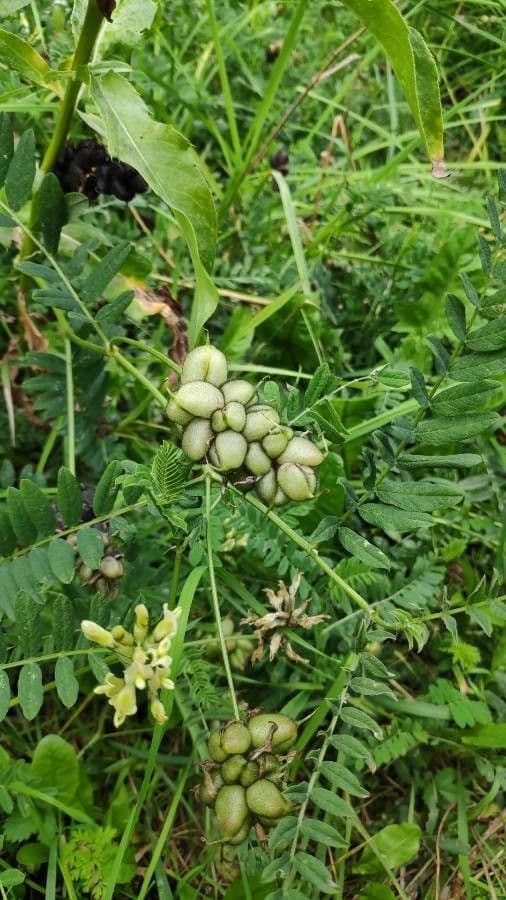 Astragalo ceci 3