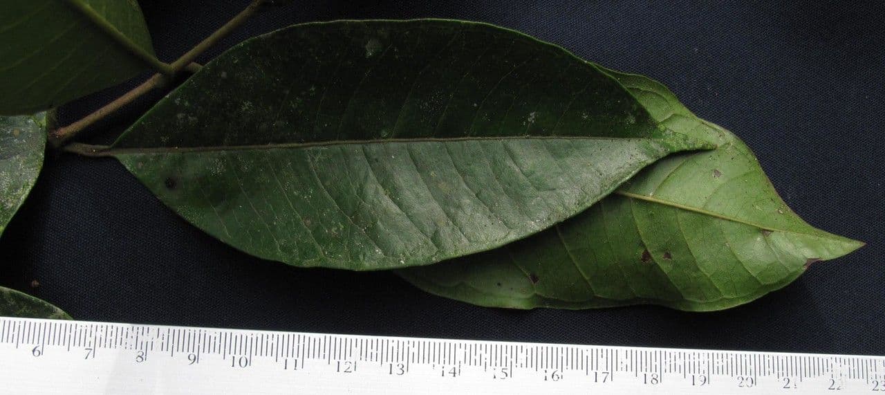 Myrcia 6