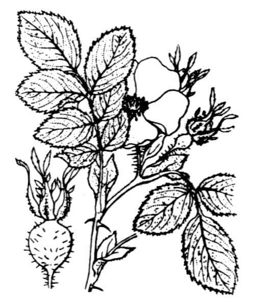 Sherards Rosen 23