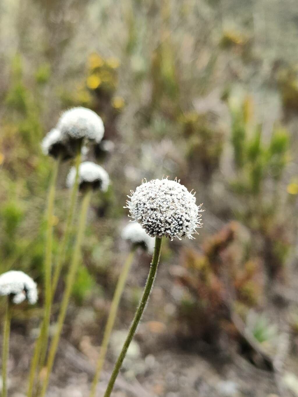 Paepalanthus 4