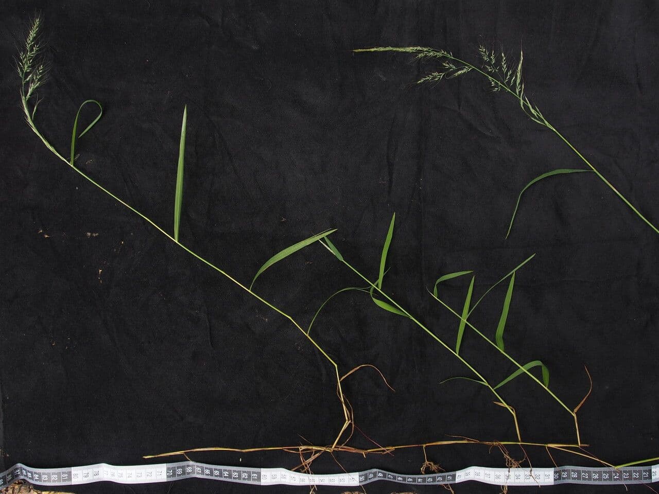 Muhlenbergia 2