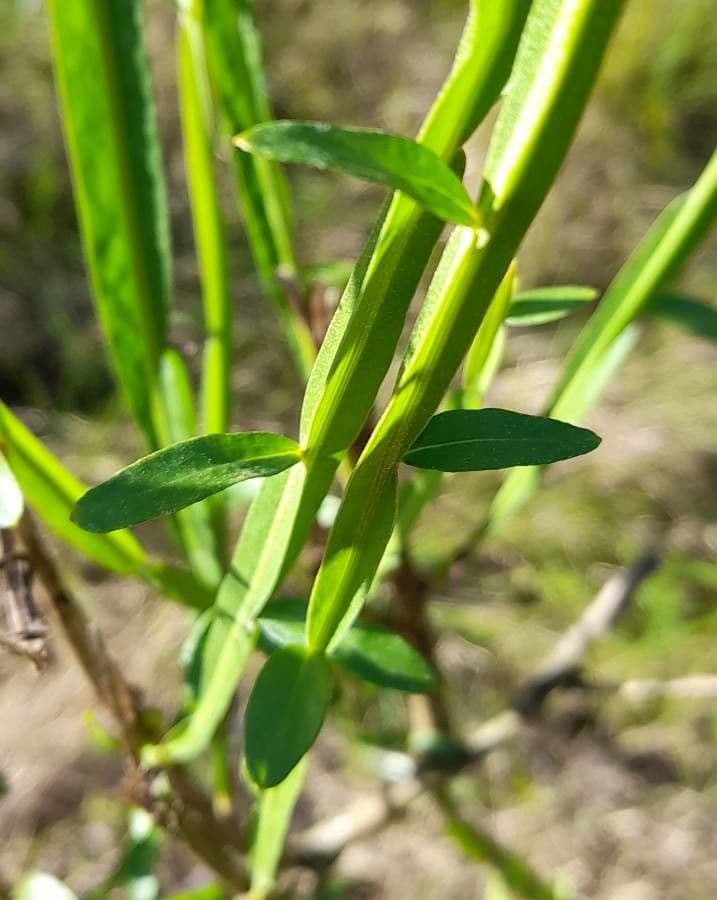 Baccharis 4